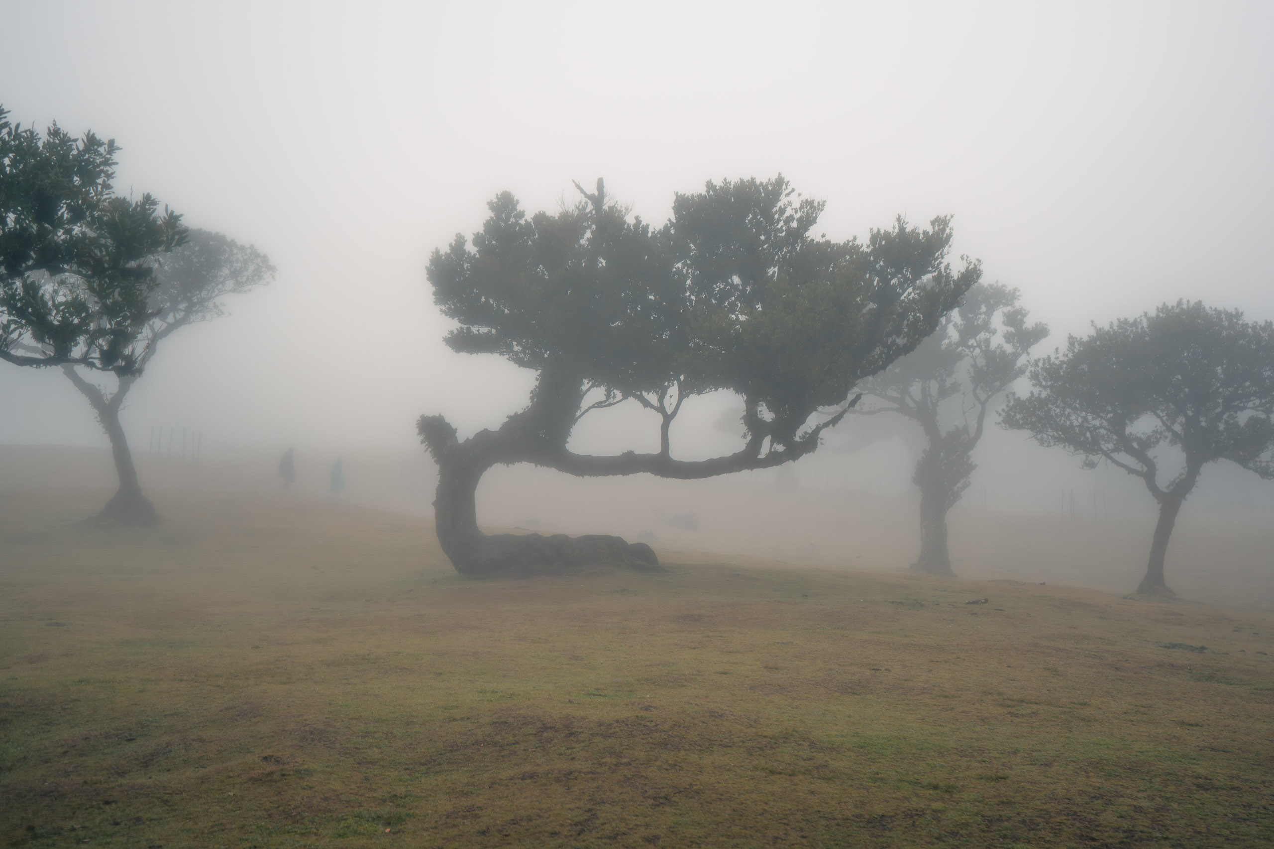 Madeira early morning fog